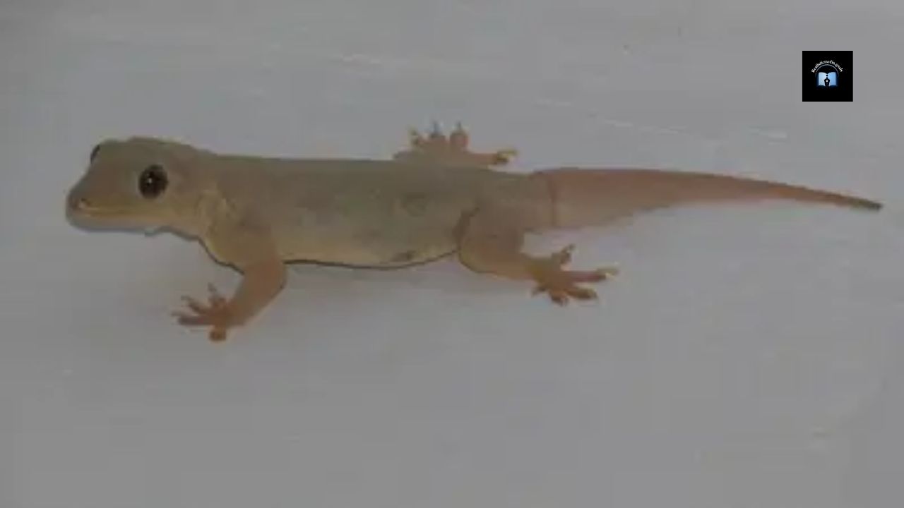 Do you also see lizards chipkali in your dreams Find out what this symbolizes